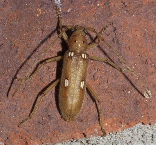 Haldeman's Ivory-marked Beetle reference