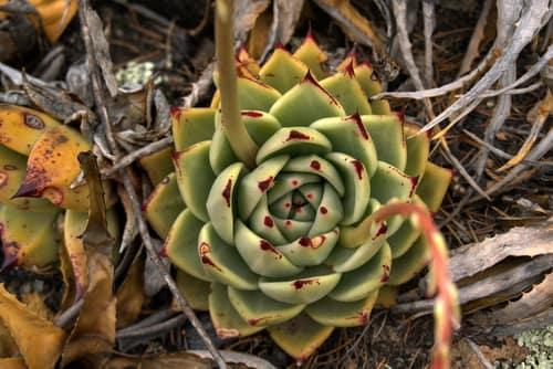 Molded Wax Agave reference