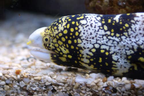 Snowflake Moray reference