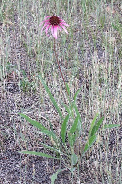 Narrow-Leaved Purple Coneflower reference