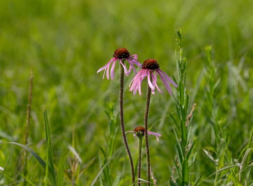 Pale Purple Coneflower reference