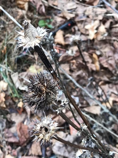 Purple Coneflower reference