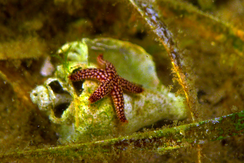 Small-spined Sea Star reference
