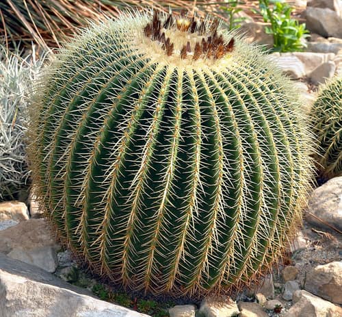 Golden Barrel Cactus reference