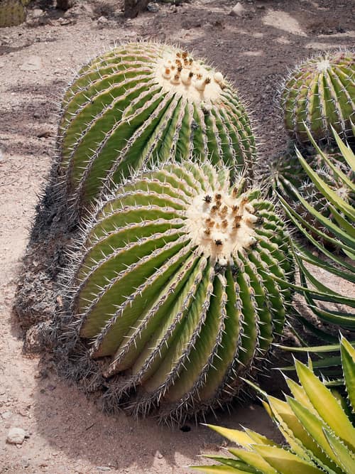 Giant Barrel Cactus reference