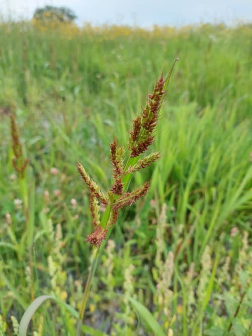 Barnyard Grass reference