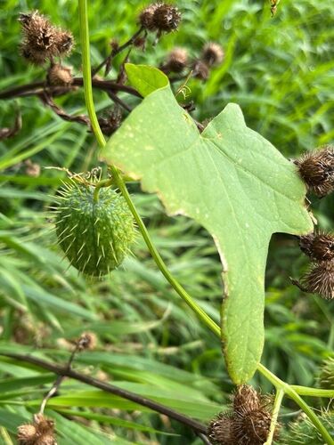 Wild Cucumber reference