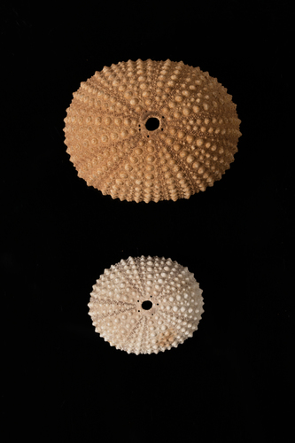 Burrowing Urchin reference