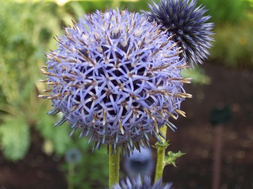 Blue Globe Thistle reference