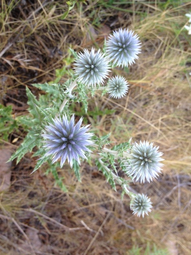 Great Globe Thistle reference