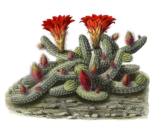 Peanut Cactus reference