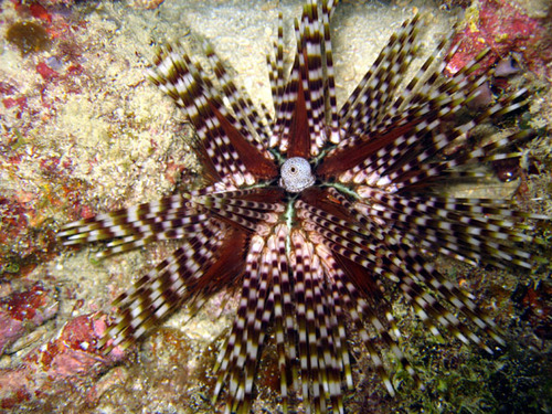 Banded Sea Urchin reference