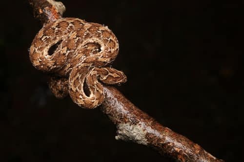Saw-scaled Viper reference