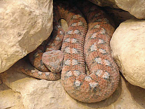 Painted Carpet Viper reference
