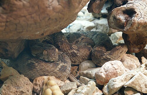 Egyptian Saw-scaled Viper reference