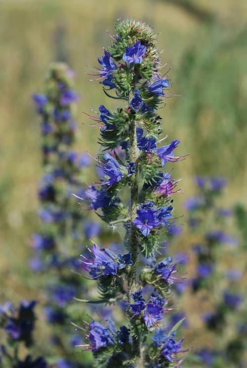 Viper's Bugloss reference