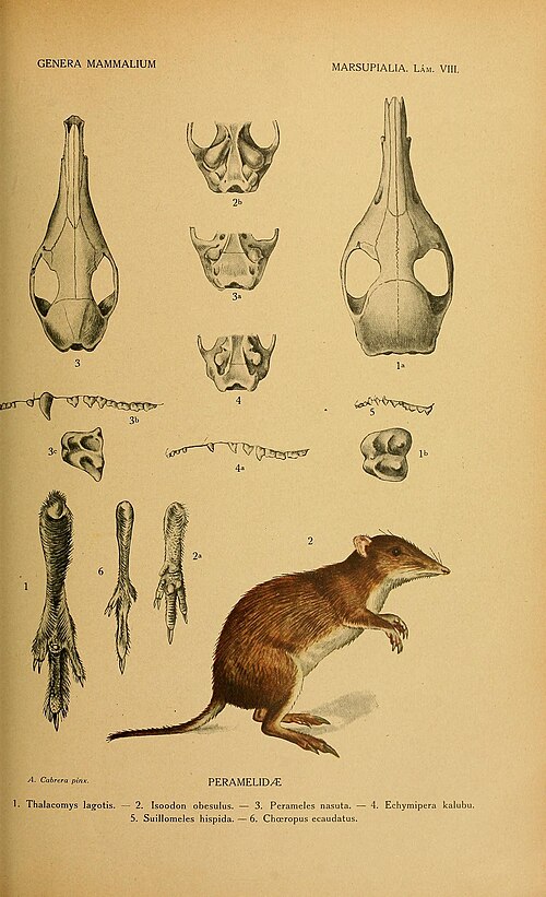 Common Spiny Bandicoot reference