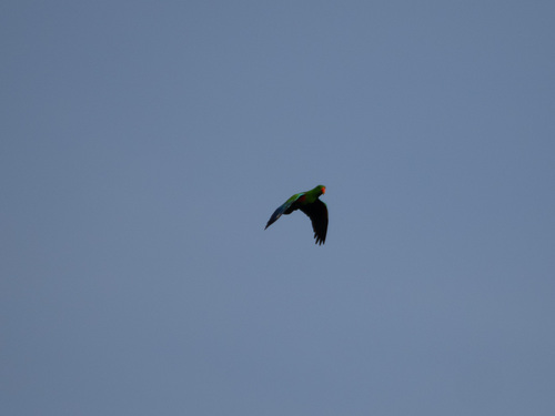 Papuan Eclectus reference