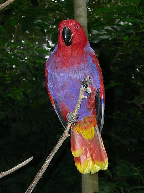 Eclectus Parrot reference