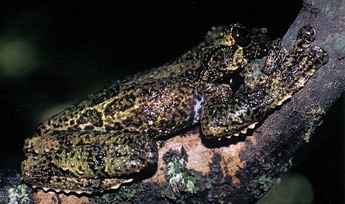 Cope's Brown Treefrog reference