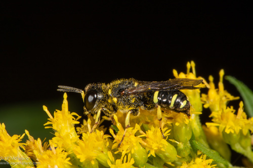 European Square-headed Wasp reference