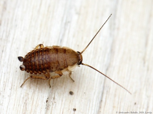 Dusky Cockroach reference