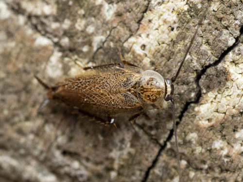 Lesser Cockroach reference