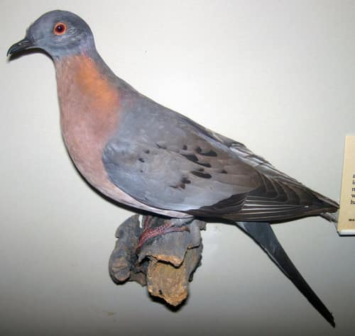 Passenger Pigeon reference