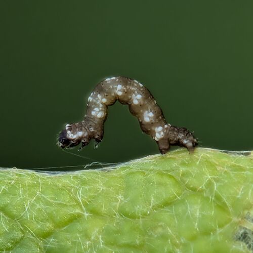 Small Engrailed reference