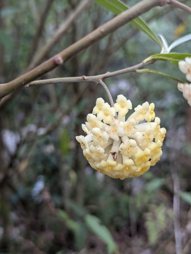 Nepalese Paperbush reference