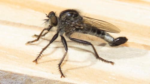 Efferia Robber Fly reference