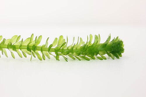 Brazilian Waterweed reference