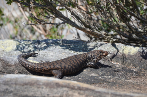 Cunningham's Skink reference