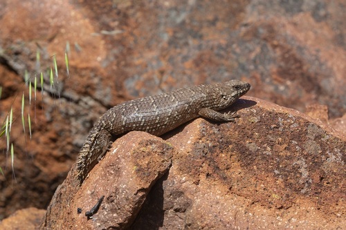 Gidgee Skink reference