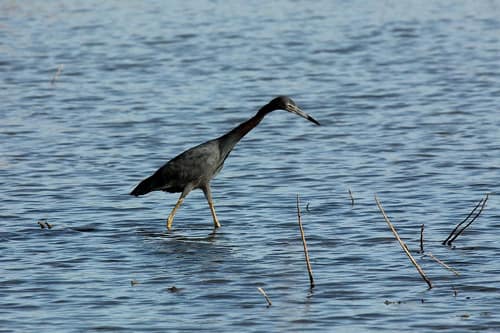 Little Blue Heron reference