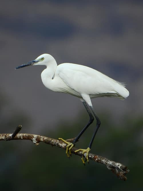 Little Egret reference