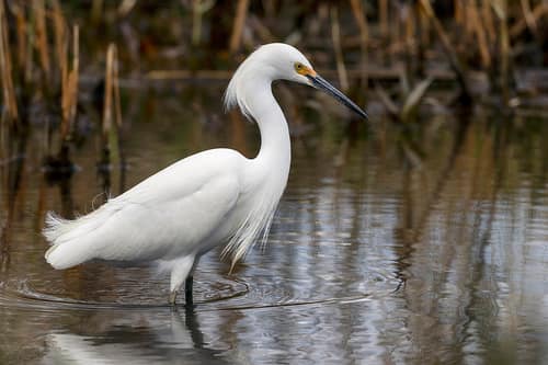 Snowy Egret reference