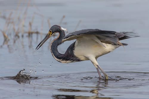 Tricolored Heron reference