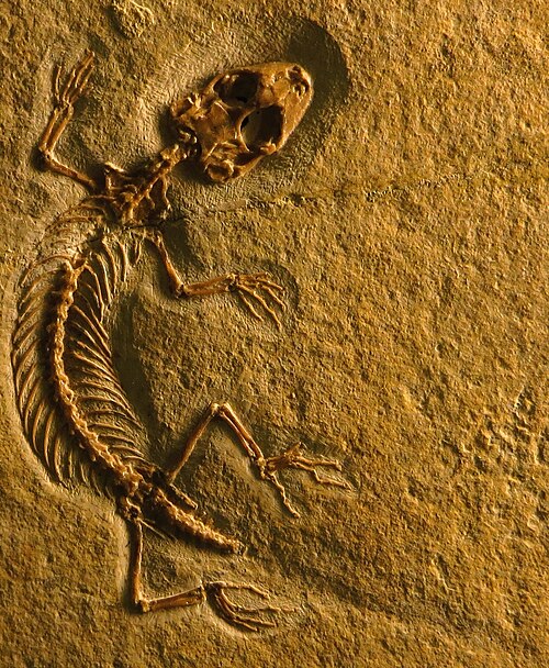 Eichstaettisaurus reference