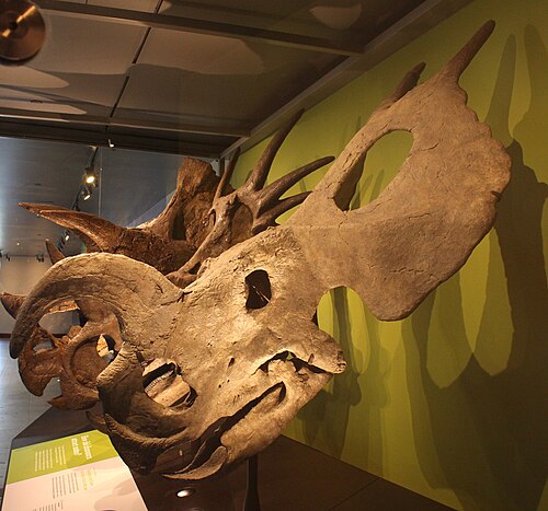Einiosaurus reference