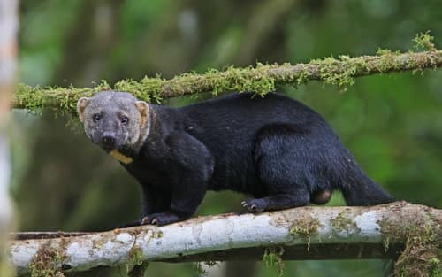 Tayra reference