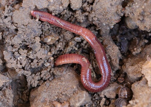 Red Earthworm reference