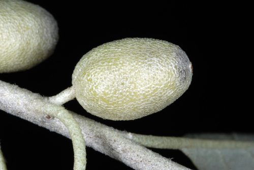 Russian Olive reference