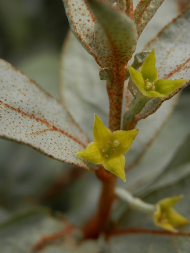 Silverberry reference