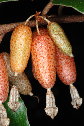 Thorny Olive reference