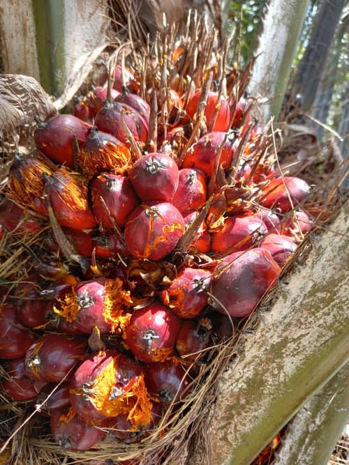 African Oil Palm reference