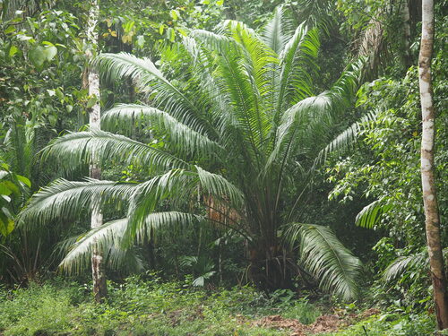 American Oil Palm reference