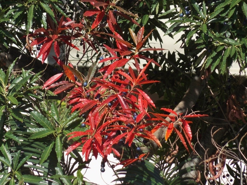 Rudraksha Tree reference