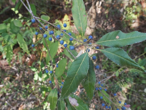 Blueberry Ash reference