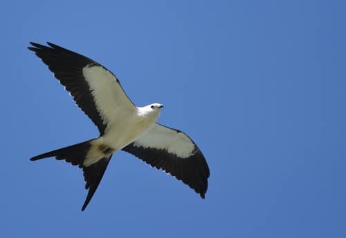 Swallow-tailed Kite reference